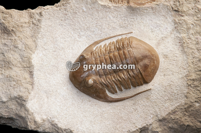 Trilobite - gryphea.org
